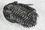 Phaetonellus Trilobite (Uncommon Proetid) - Morocco #108694-4
